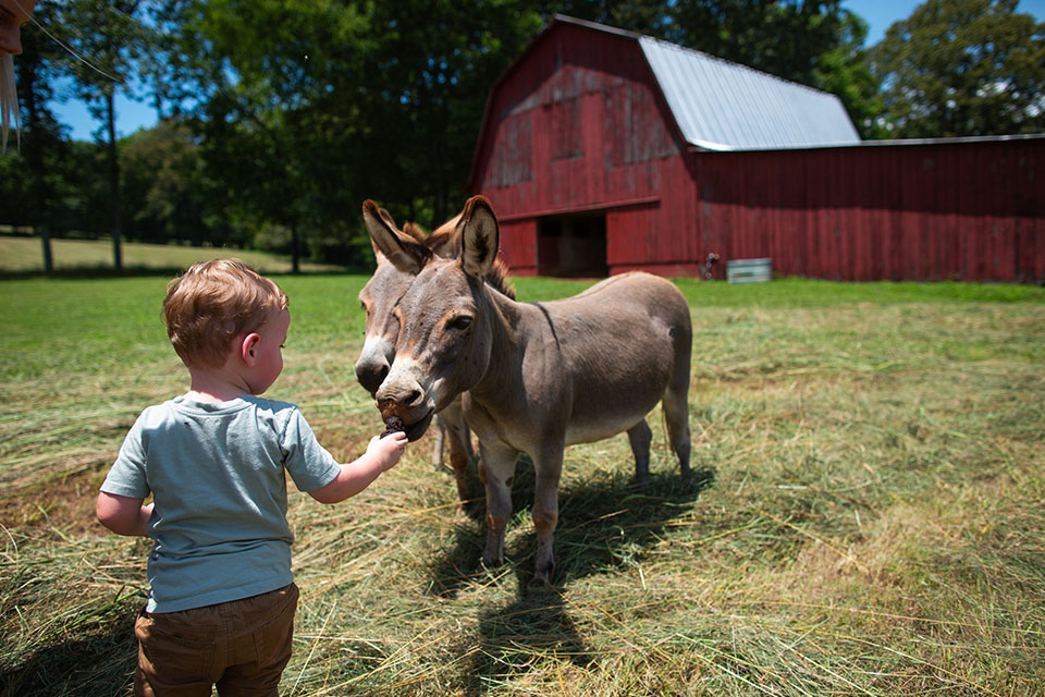 Child feeds donkeys on land financed by Rural 1st in Tennessee.