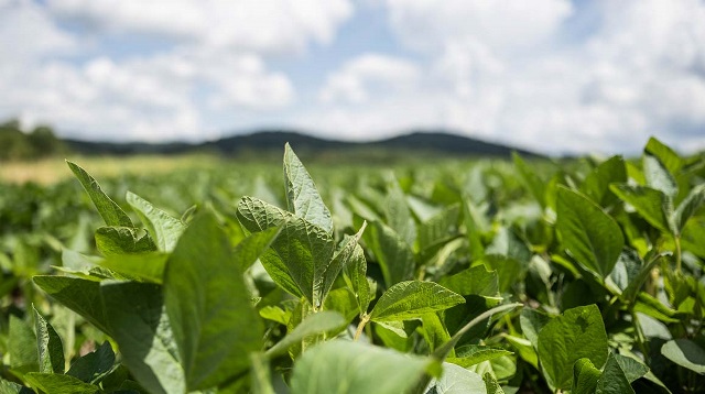 Soybean field.