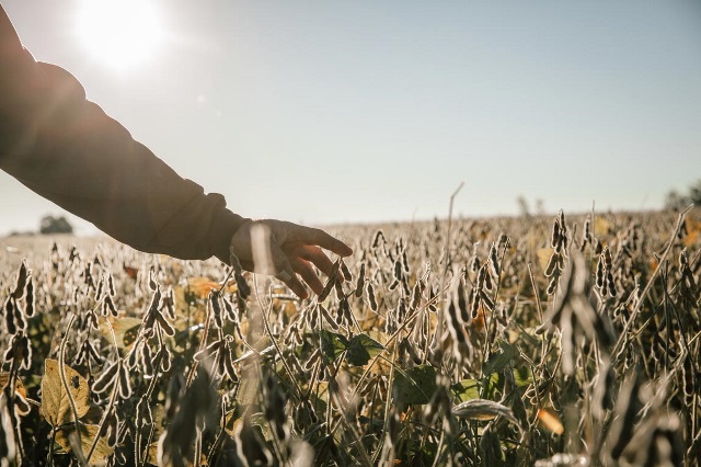 Hand touching soybeans.