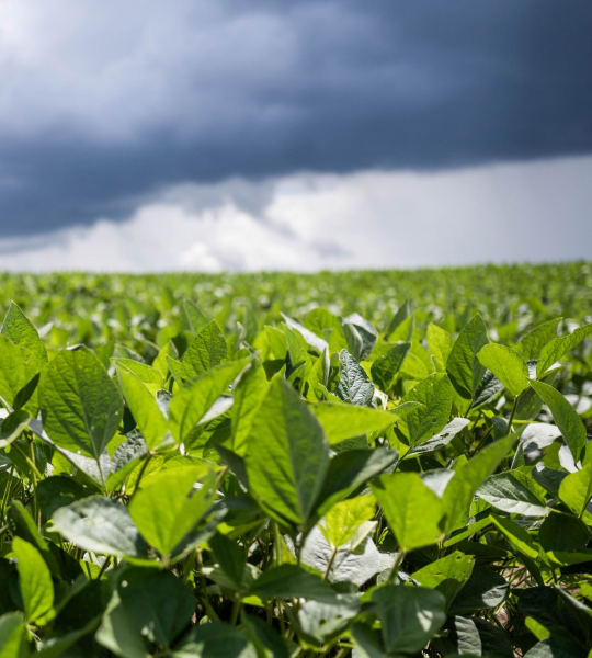 Soybean field covered by a Farm Credit Mid-America crop insurance policy.