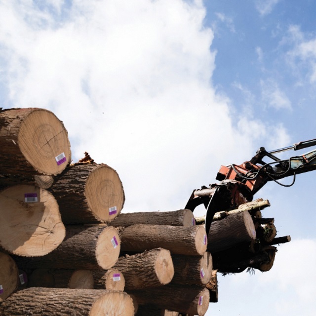 Crane grabs hardwood logs.