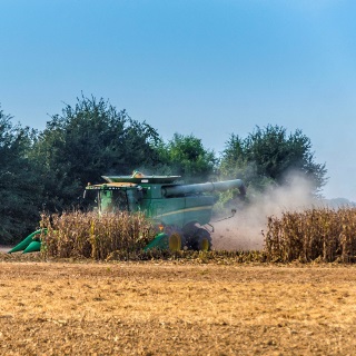 Combine harvesting corn field.