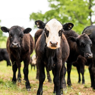 White faced calf in field with black calves.